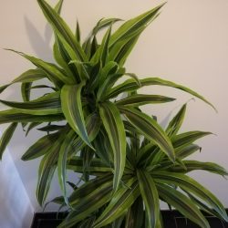 Planten